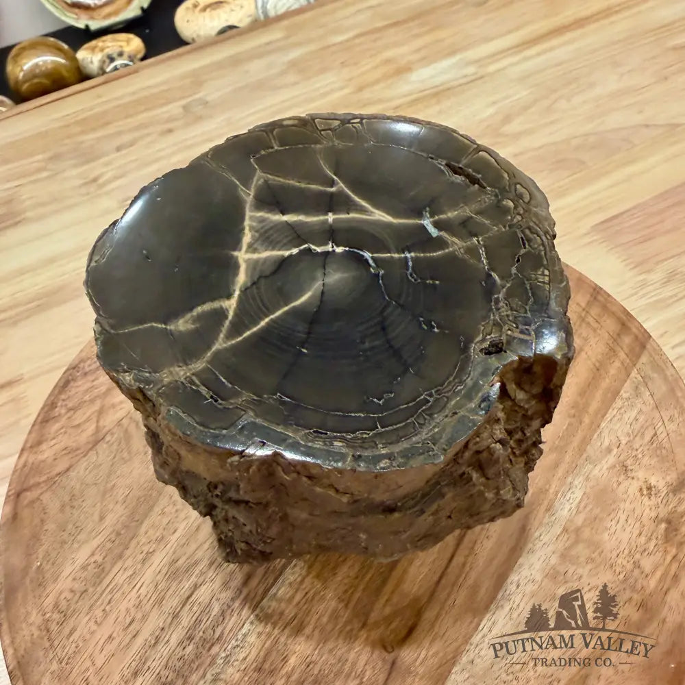 Reserve Oregon Petrified Wood Table Accent 4.56’’ - Sculpture