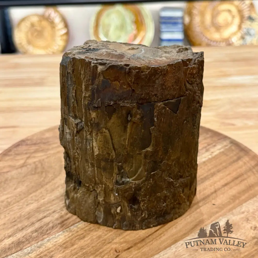 Reserve Oregon Petrified Wood Table Accent 4.56’’ - Sculpture