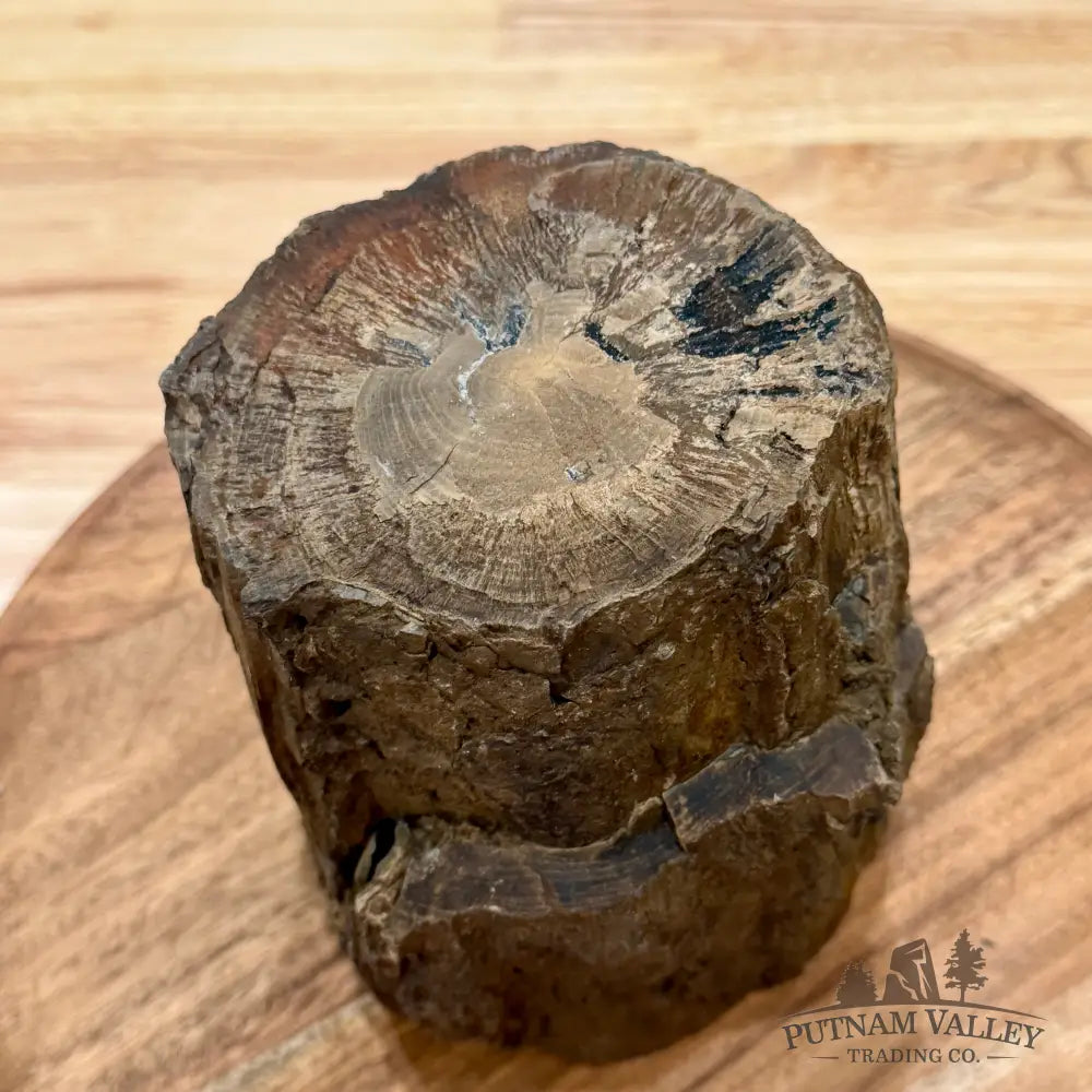 Reserve Oregon Petrified Wood Table Accent 4.56’’ - Sculpture