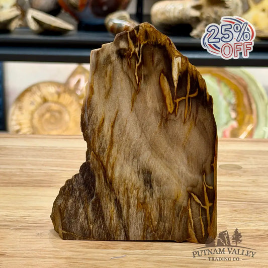 Reserve Oregon Petrified Wood Table Accent 5.3’’ - Sculpture