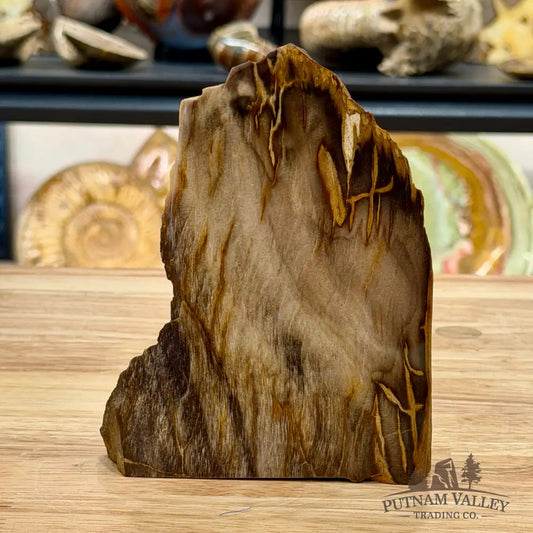 Reserve Oregon Petrified Wood Table Accent 5.3’’ - Sculpture