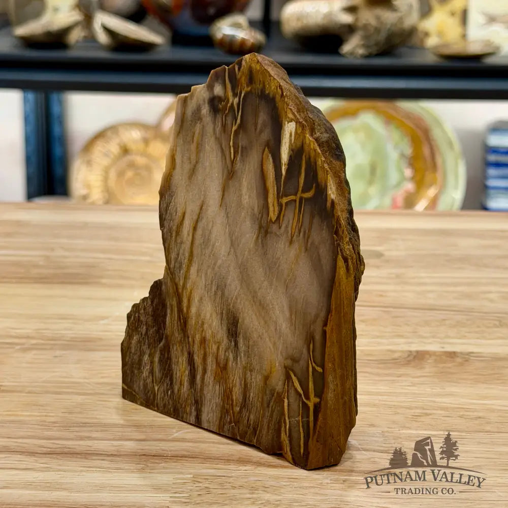 Reserve Oregon Petrified Wood Table Accent 5.3’’ - Sculpture