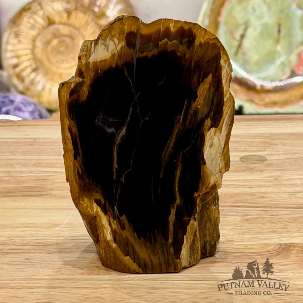 Reserve Oregon Petrified Wood Table Accent 5.6’’ - Sculpture