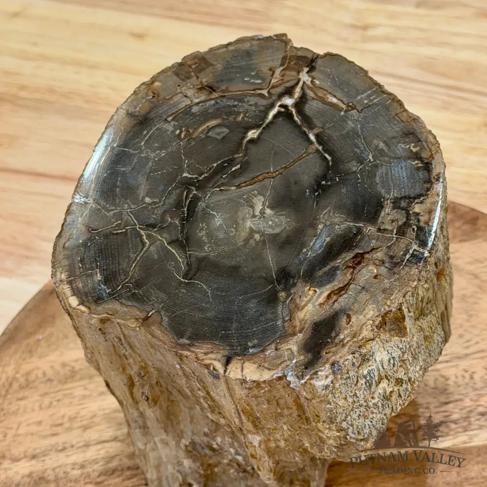 Reserve Oregon Petrified Wood Table Accent 5.5’’ - Sculpture