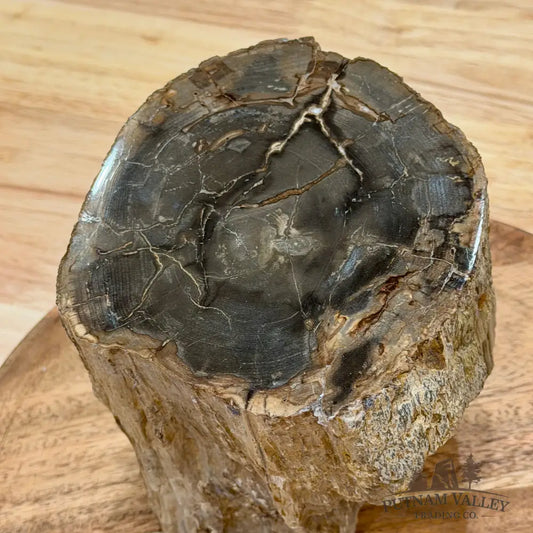 Reserve Oregon Petrified Wood Table Accent 5.5’’ - Sculpture
