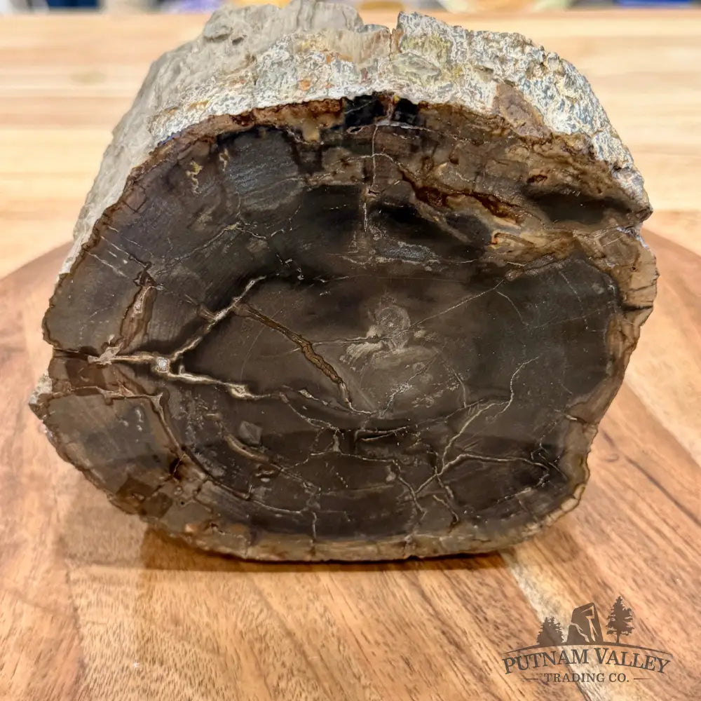 Reserve Oregon Petrified Wood Table Accent 5.5’’ - Sculpture