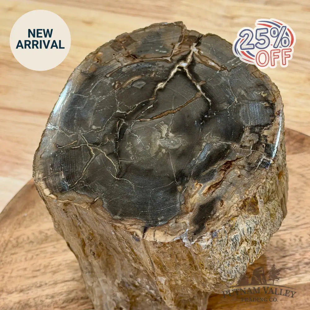 Reserve Oregon Petrified Wood Table Accent 5.5’’ - Sculpture