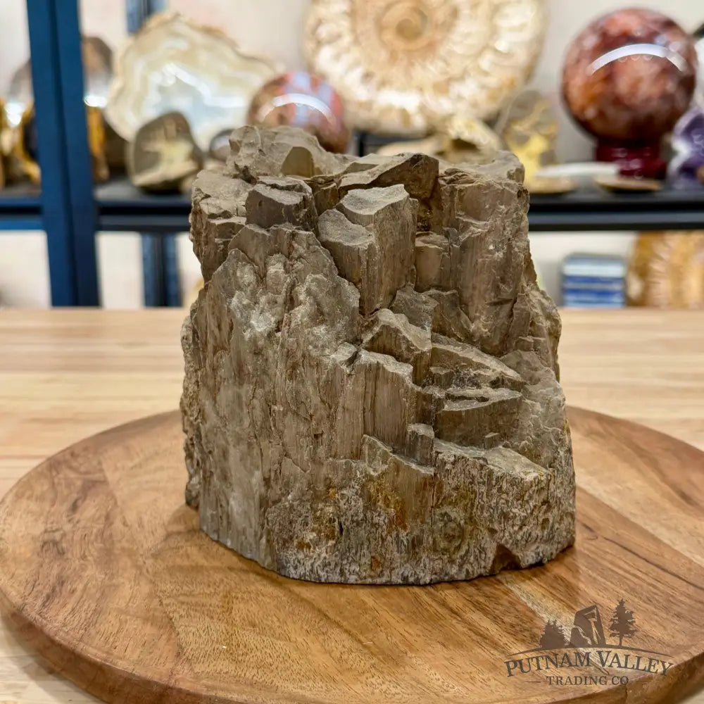 Reserve Oregon Petrified Wood Table Accent 5.5’’ - Sculpture