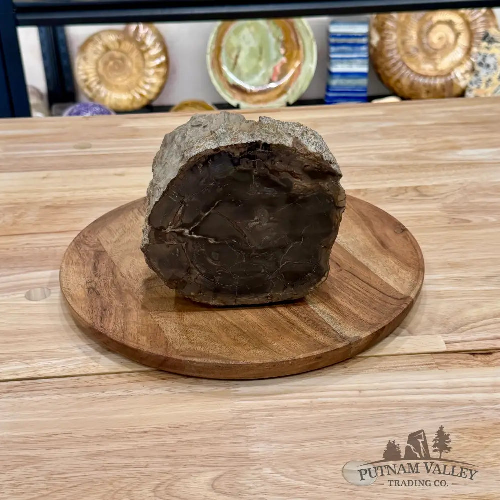 Reserve Oregon Petrified Wood Table Accent 5.5’’ - Sculpture