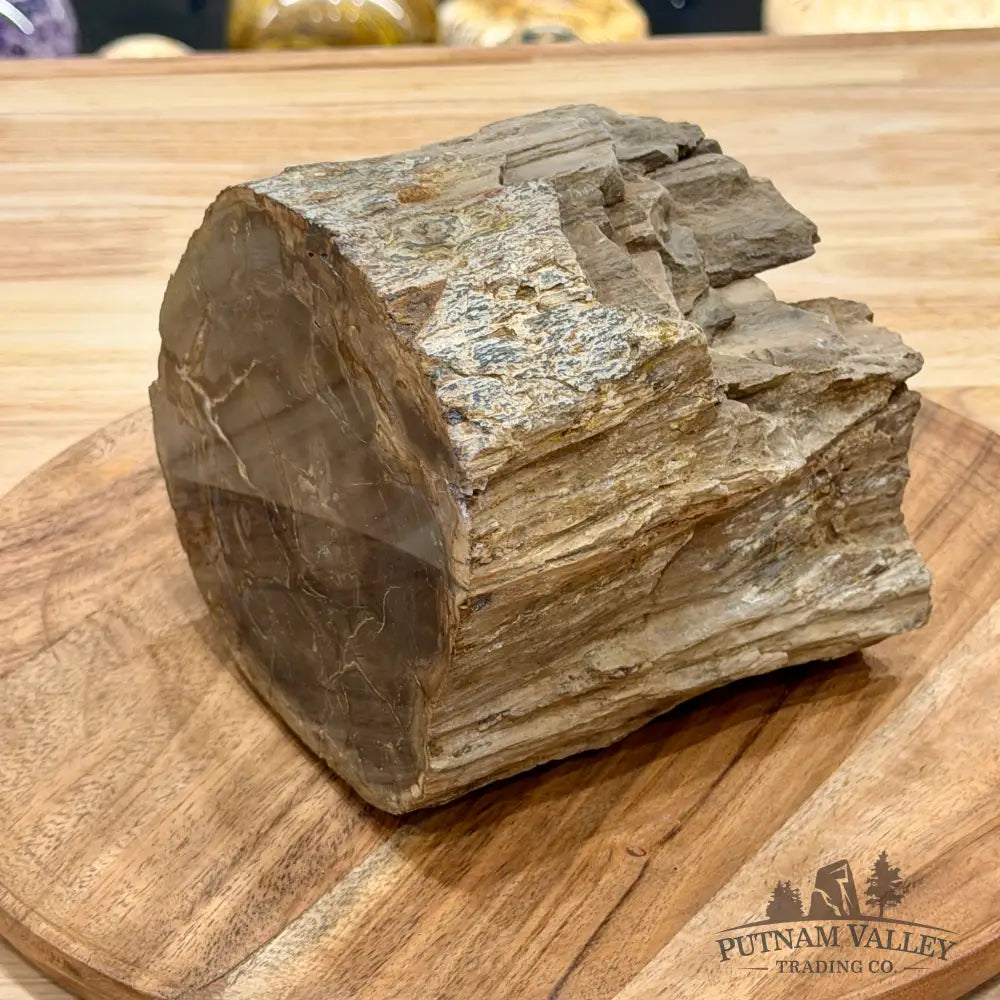 Reserve Oregon Petrified Wood Table Accent 5.5’’ - Sculpture