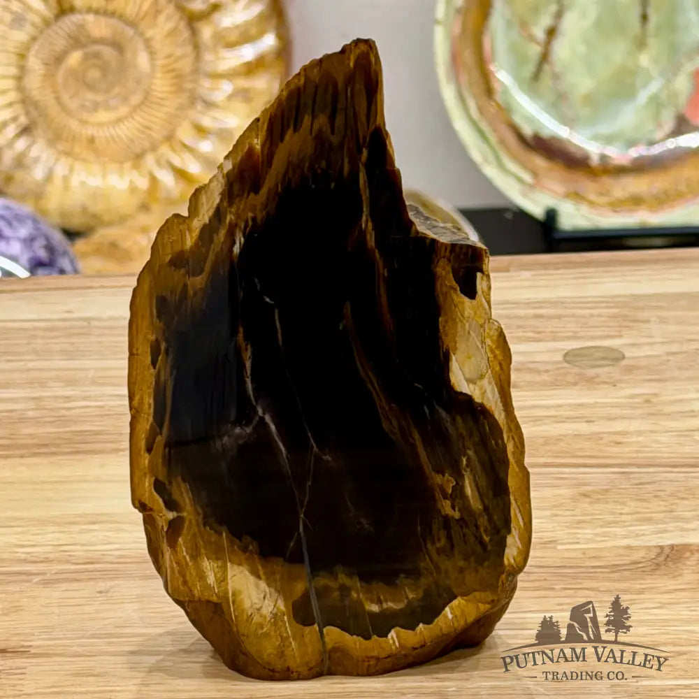 Reserve Oregon Petrified Wood Table Accent 6.25’’ - Sculpture