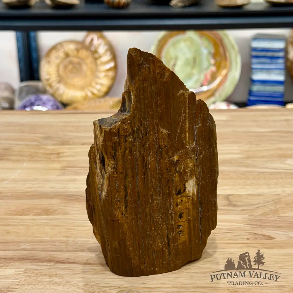 Reserve Oregon Petrified Wood Table Accent 6.25’’ - Sculpture