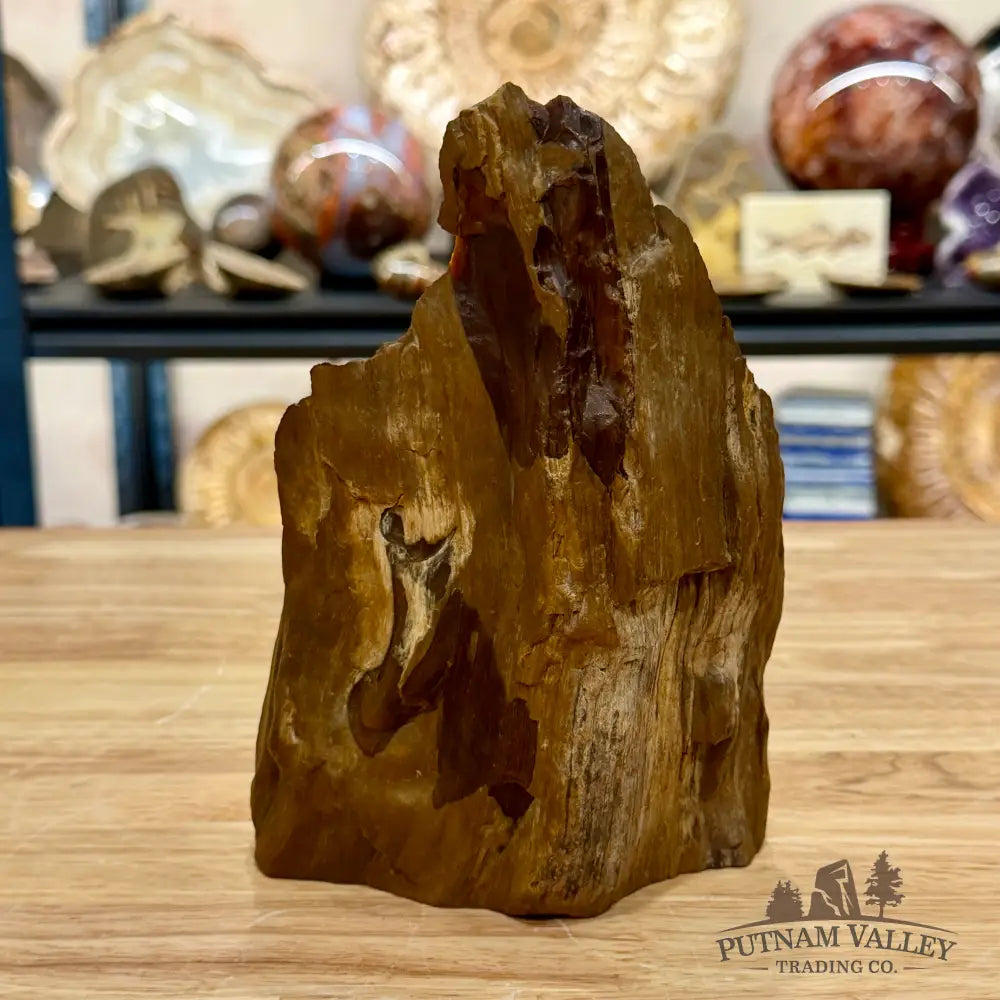 Reserve Oregon Petrified Wood Table Accent 7’’ - Sculpture