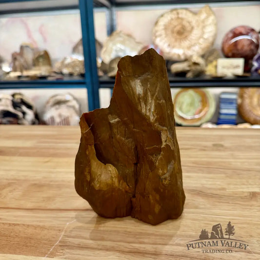 Reserve Oregon Petrified Wood Table Accent 7’’ - Sculpture