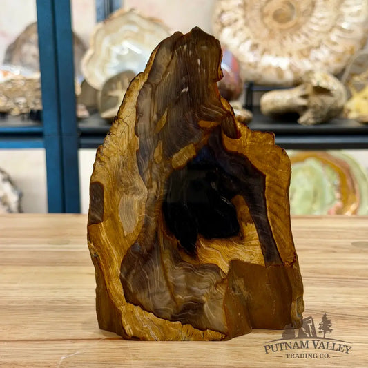 Reserve Oregon Petrified Wood Table Accent 7’’ - Sculpture
