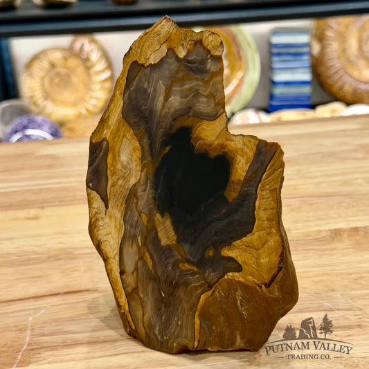 Reserve Oregon Petrified Wood Table Accent 7’’ - Sculpture