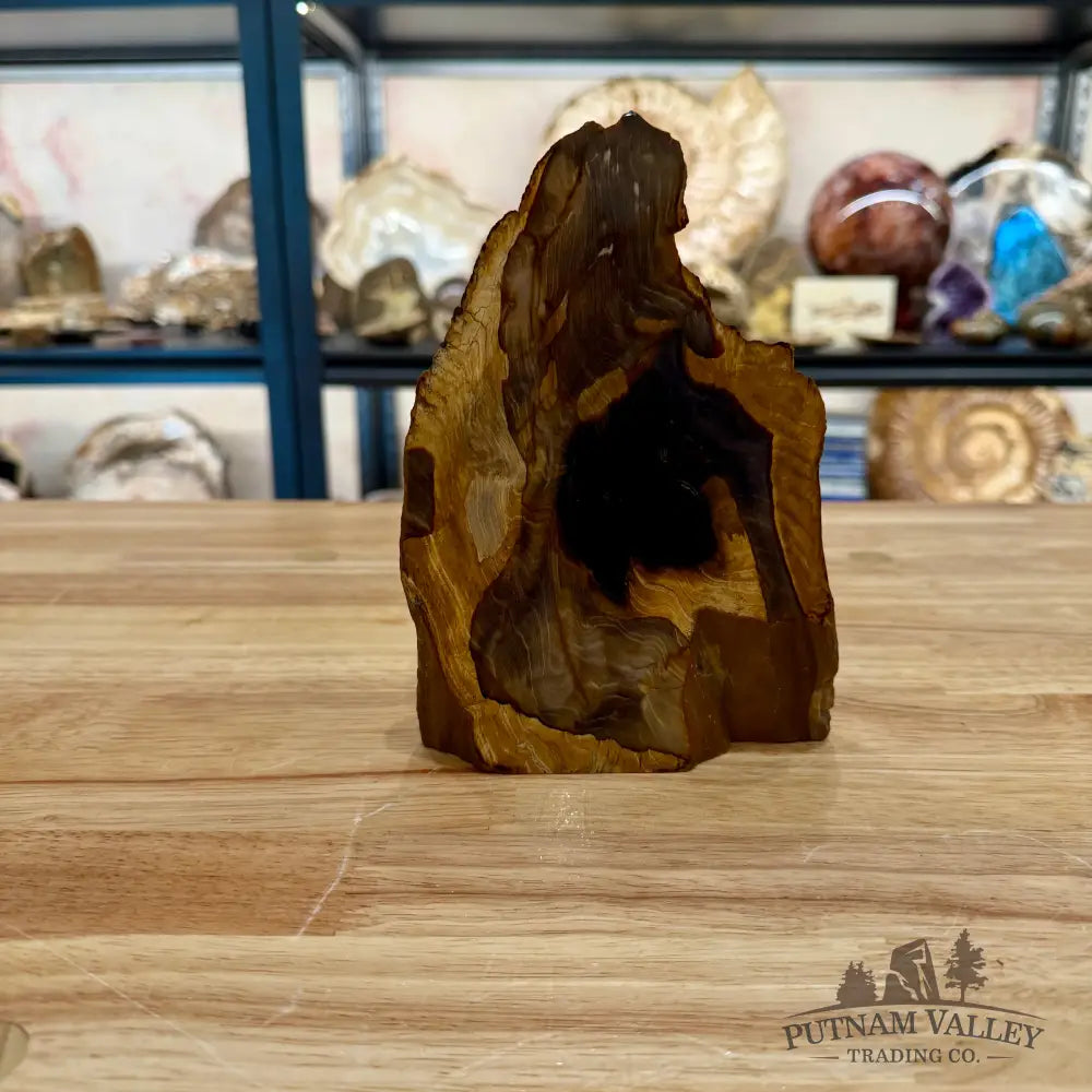 Reserve Oregon Petrified Wood Table Accent 7’’ - Sculpture