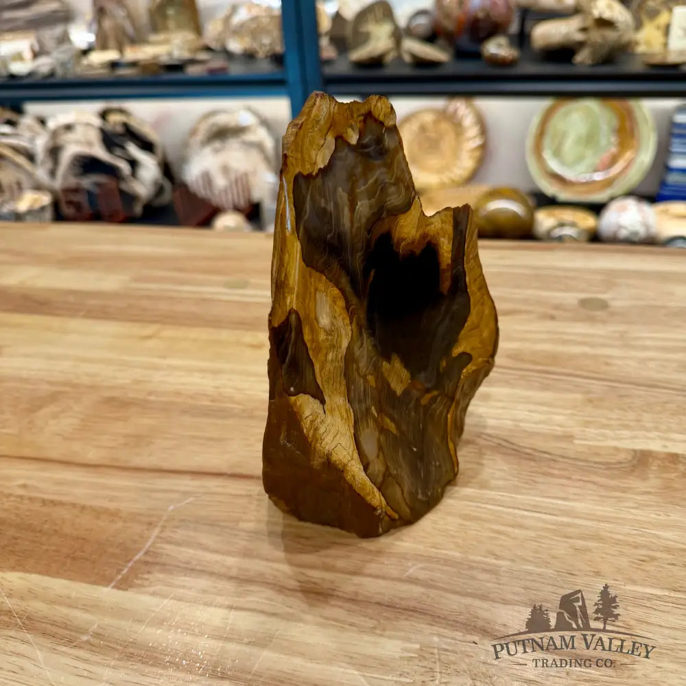 Reserve Oregon Petrified Wood Table Accent 7’’ - Sculpture