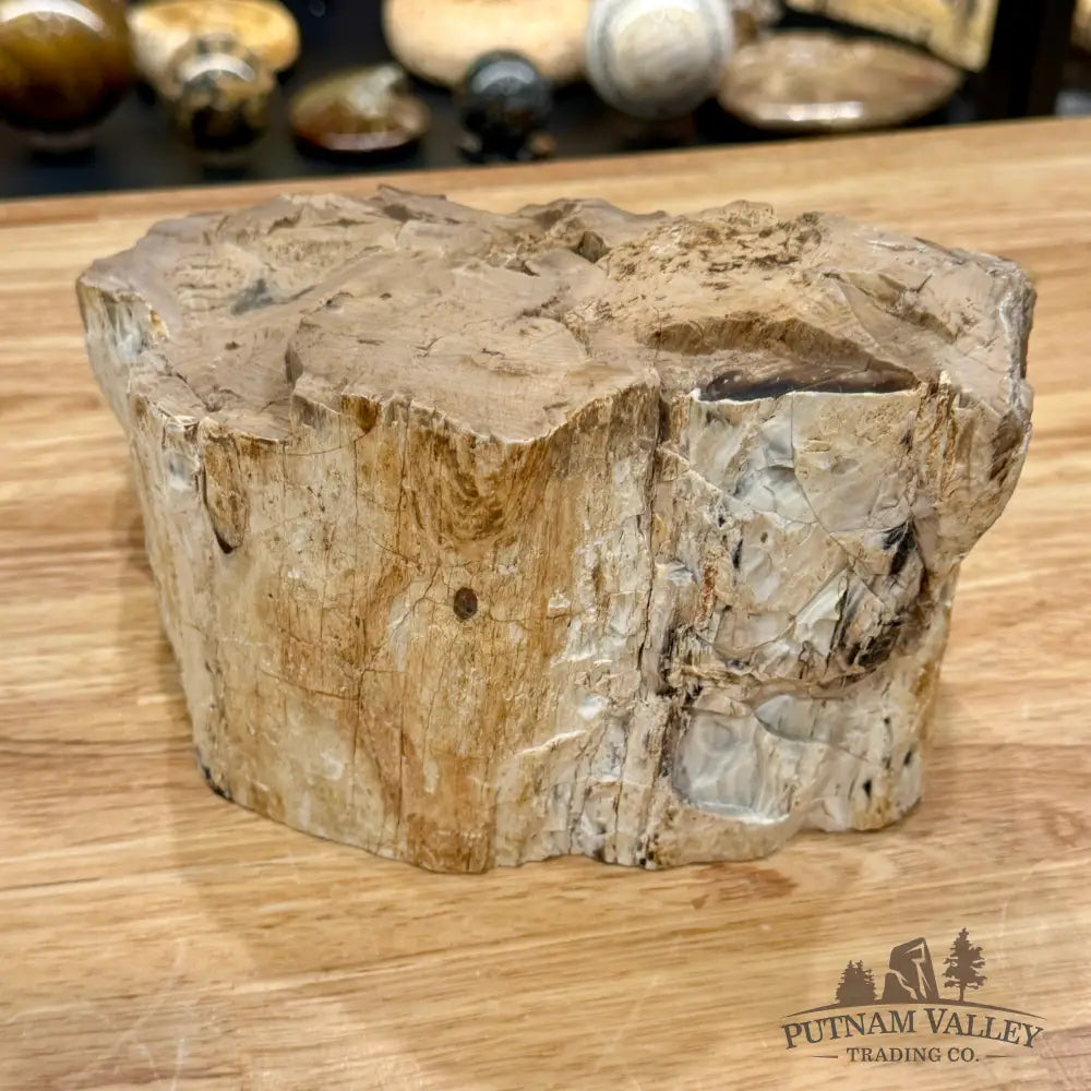 Reserve Oregon Petrified Wood Table Accent 8.75’’ - Sculpture