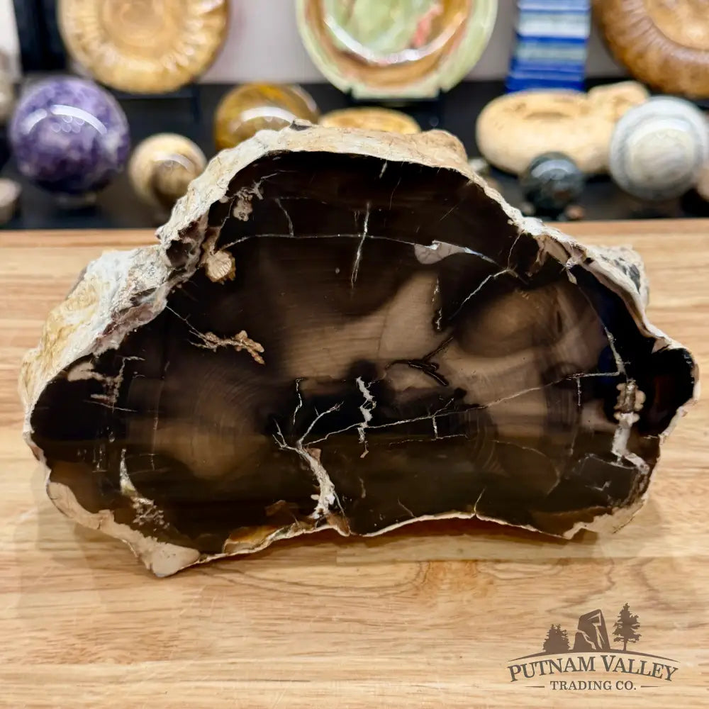 Reserve Oregon Petrified Wood Table Accent 8.75’’ - Sculpture