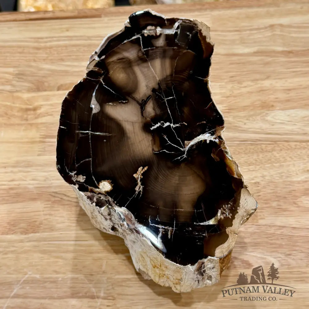 Reserve Oregon Petrified Wood Table Accent 8.75’’ - Sculpture