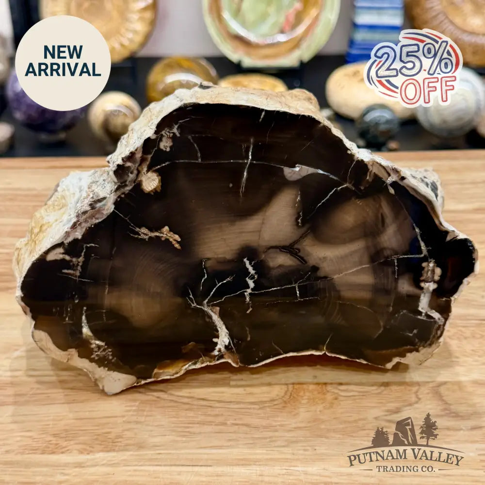 Reserve Oregon Petrified Wood Table Accent 8.75’’ - Sculpture