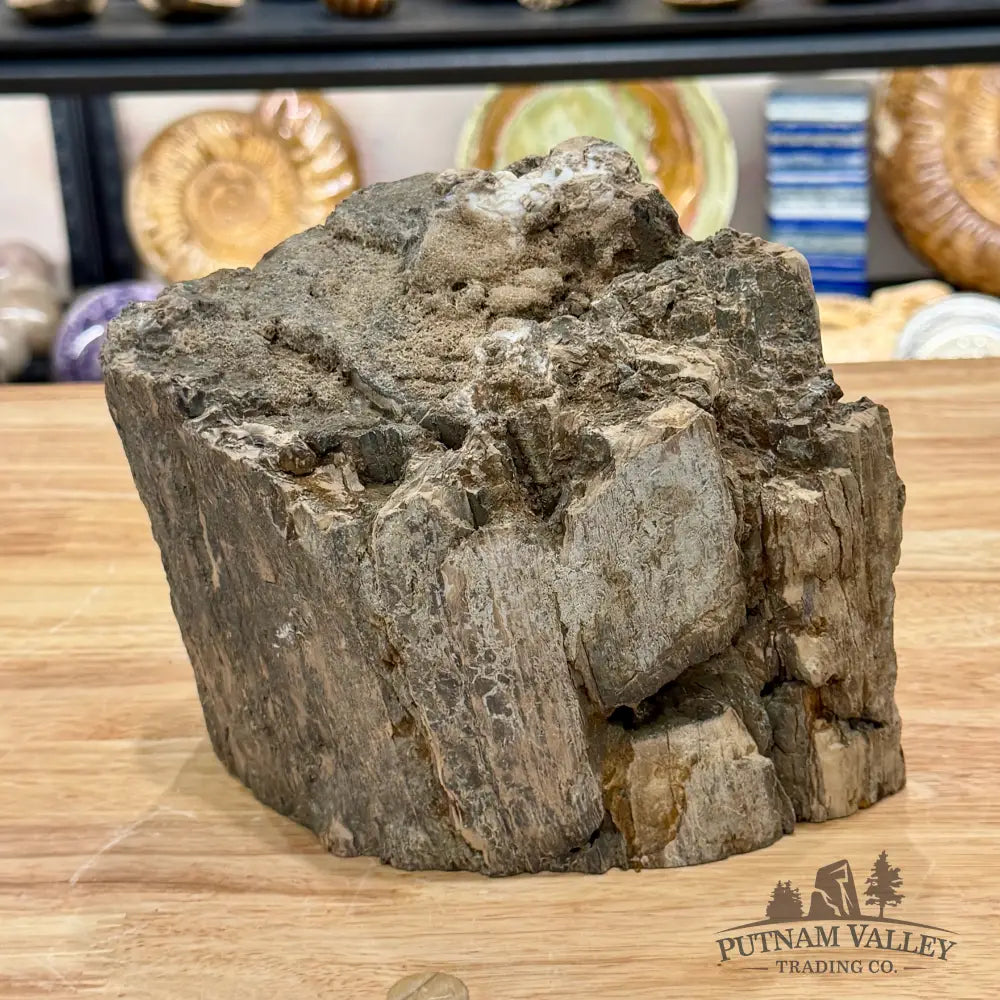 Reserve Oregon Petrified Wood Table Accent 8’’ - Sculpture
