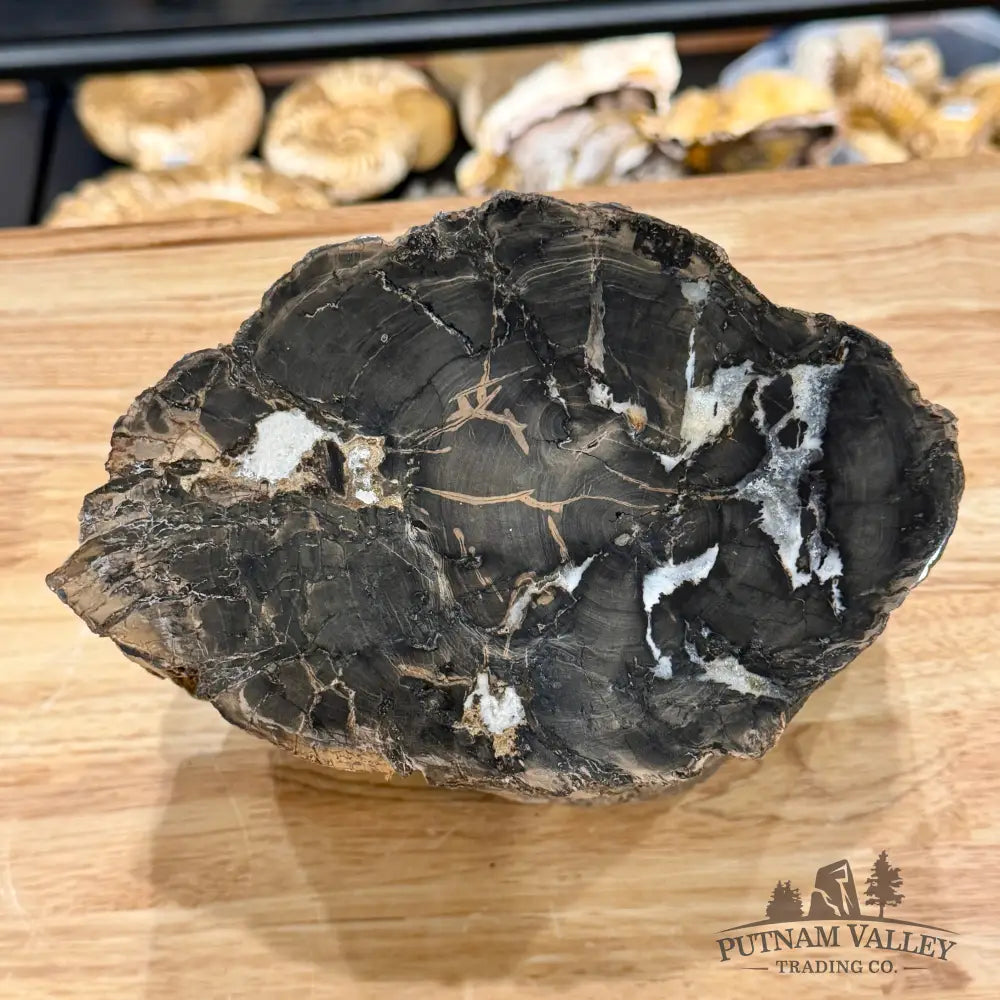 Reserve Oregon Petrified Wood Table Accent 8’’ - Sculpture