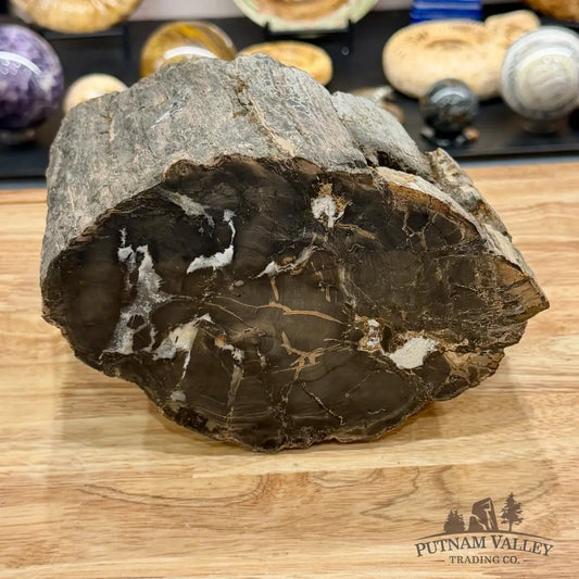 Reserve Oregon Petrified Wood Table Accent 8’’ - Sculpture