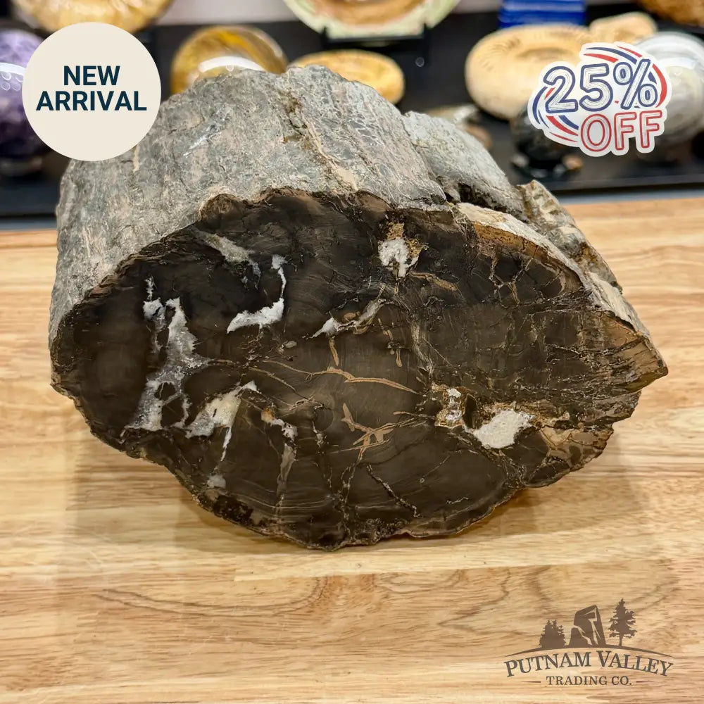 Reserve Oregon Petrified Wood Table Accent 8’’ - Sculpture