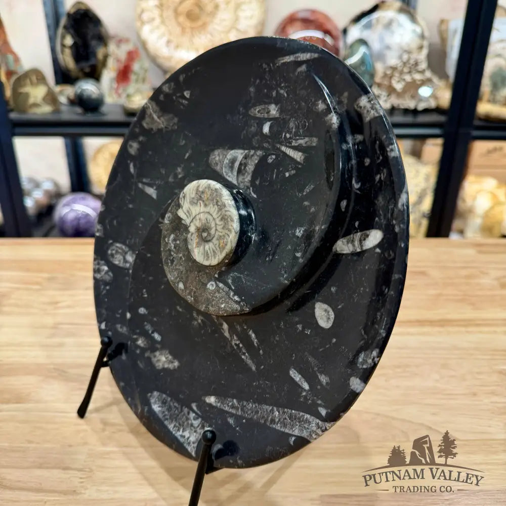 Reserve Orthoceras & Ammonite Fossil Serving Plate 10’’ - Fossil Plates