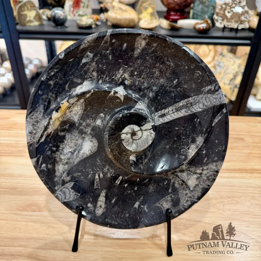 Reserve Orthoceras & Ammonite Fossil Serving Plate 10’’ 5 - Fossil Plates