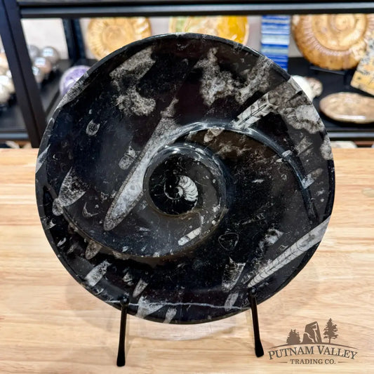 Reserve Orthoceras & Ammonite Fossil Serving Plate 10’’ - Fossil Plates