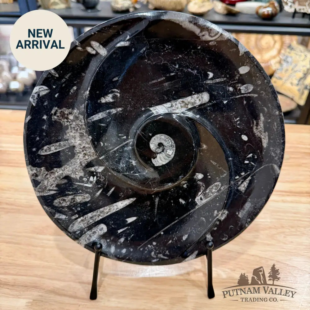 Reserve Orthoceras & Ammonite Fossil Serving Plate 10’’ - Fossil Plates