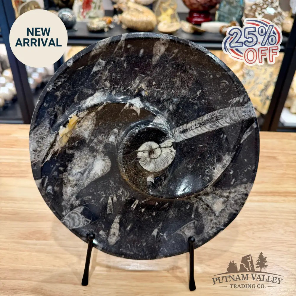 Reserve Orthoceras & Ammonite Fossil Serving Plate 10’’ 5 - Fossil Plates