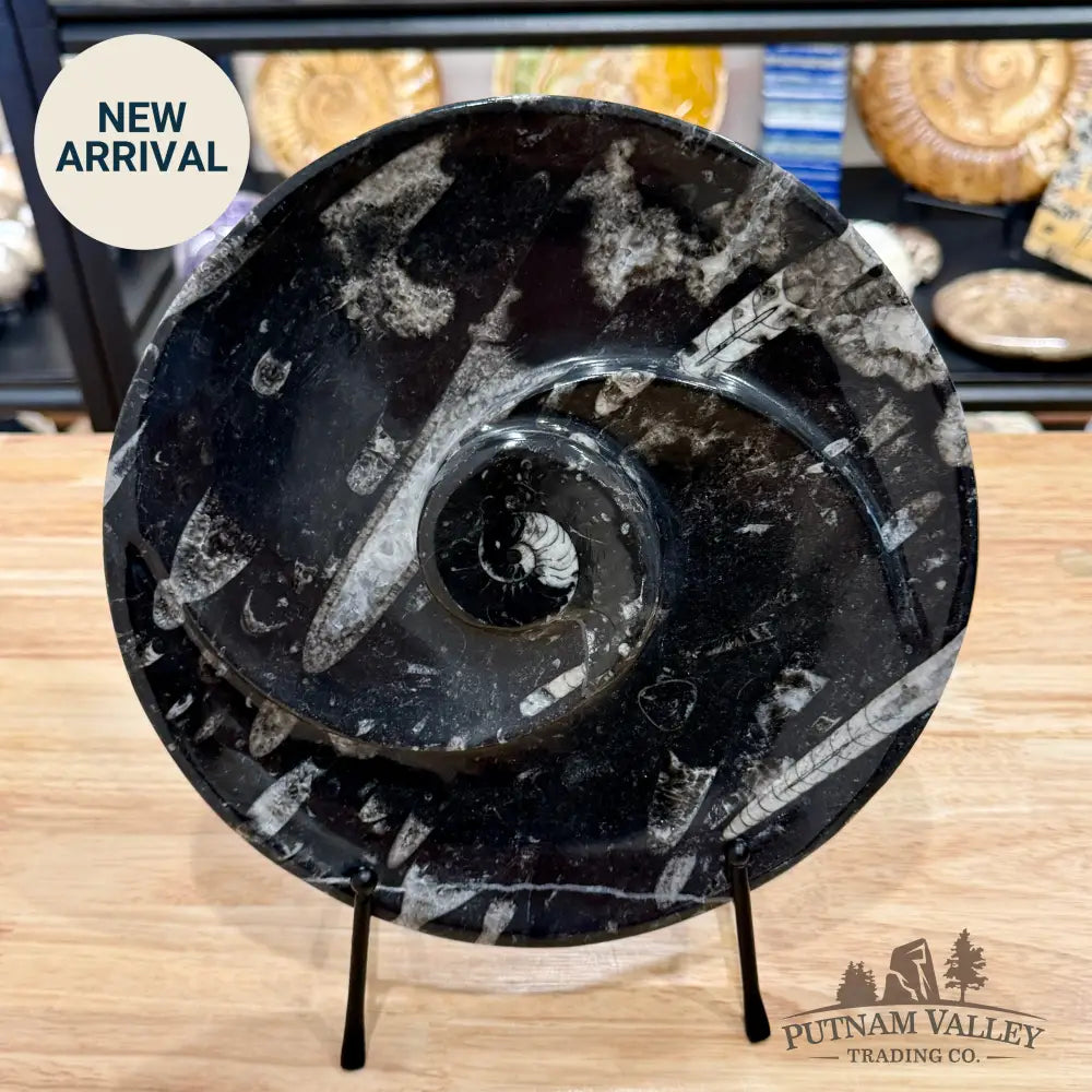 Reserve Orthoceras & Ammonite Fossil Serving Plate 10’’ - Fossil Plates