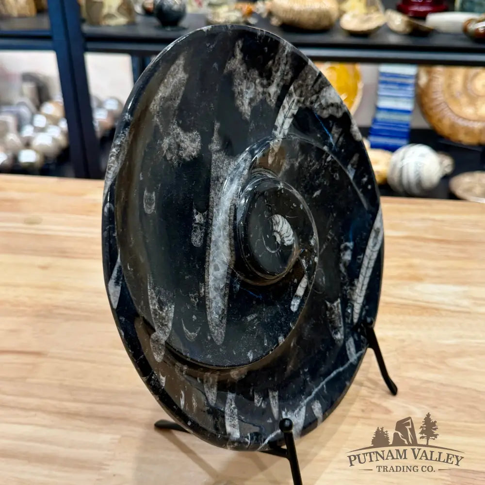 Reserve Orthoceras & Ammonite Fossil Serving Plate 10’’ - Fossil Plates