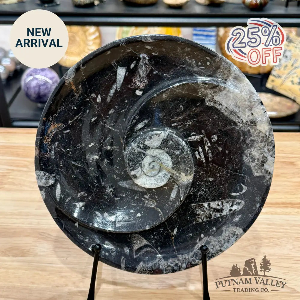 Reserve Orthoceras & Ammonite Fossil Serving Plate 10’’ 3 - Fossil Plates