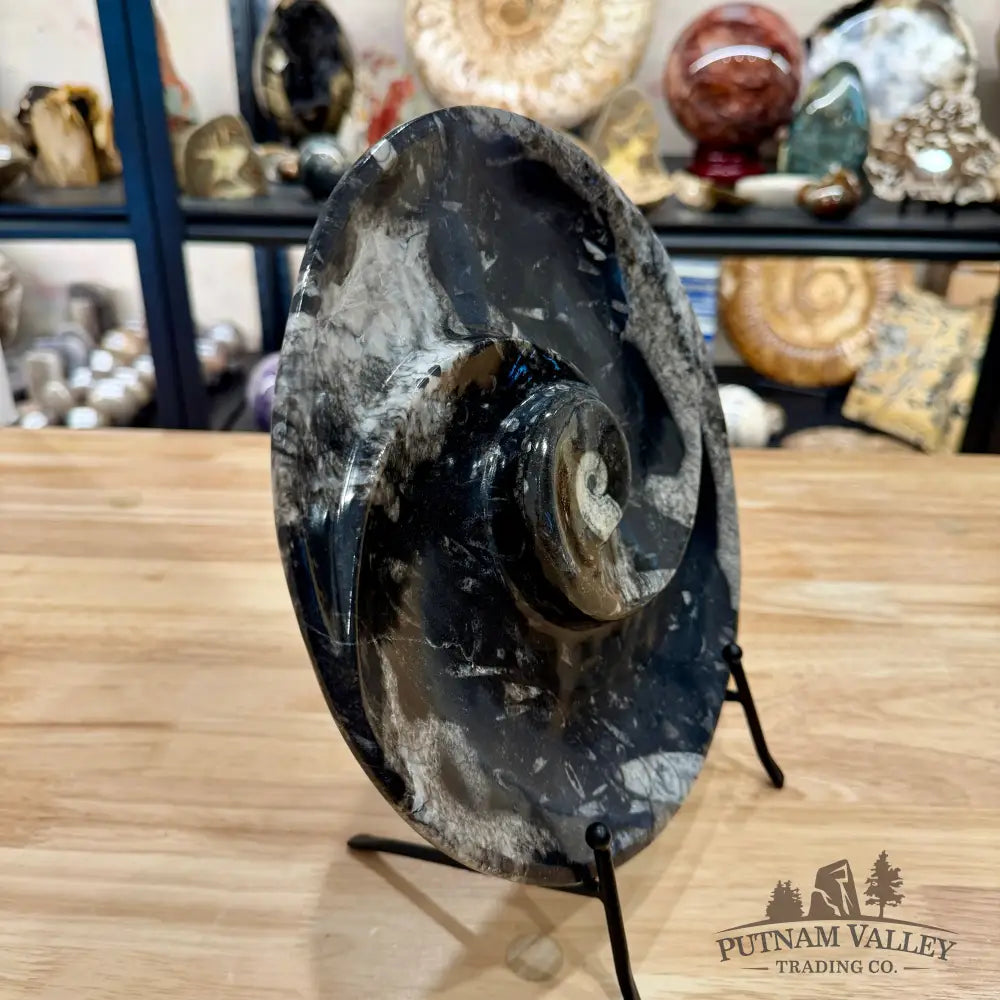 Reserve Orthoceras & Ammonite Fossil Serving Plate 10’’ 4 - Fossil Plates
