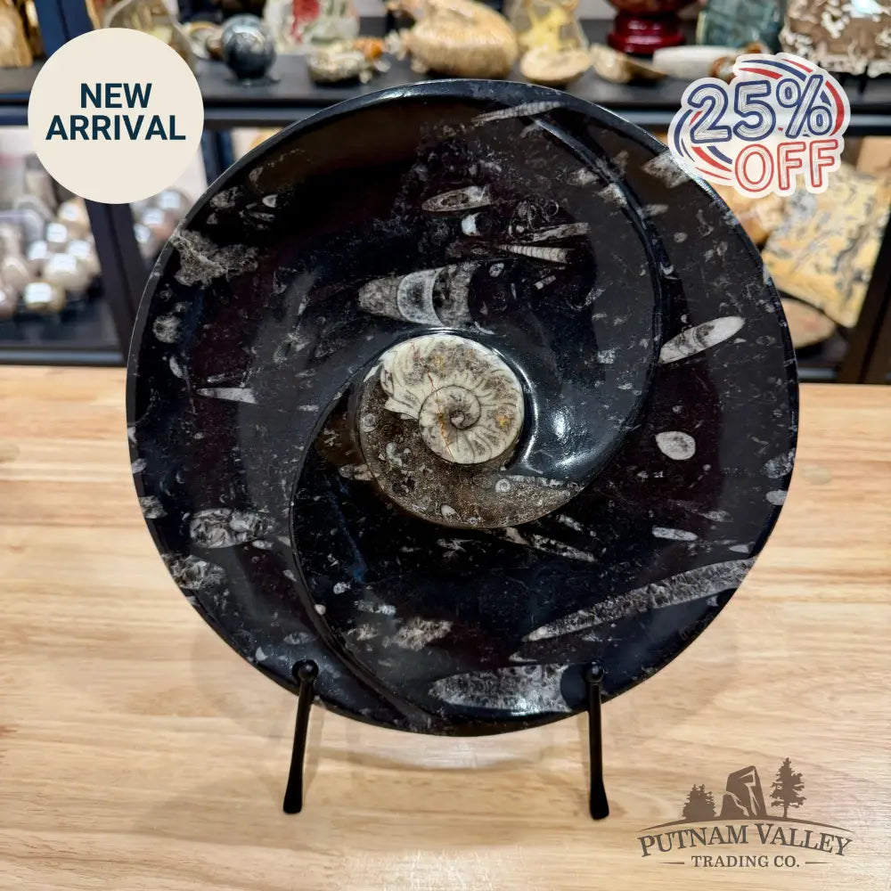 Reserve Orthoceras & Ammonite Fossil Serving Plate 10’’ - Fossil Plates