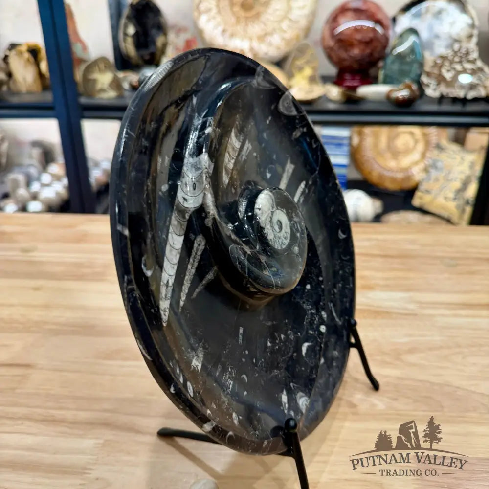 Reserve Orthoceras & Ammonite Fossil Serving Plate 10’’ - Fossil Plates