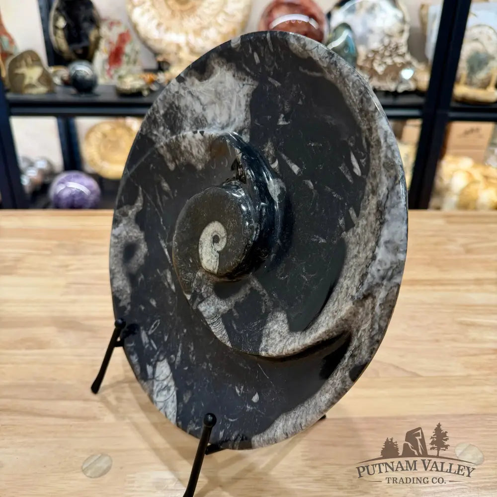 Reserve Orthoceras & Ammonite Fossil Serving Plate 10’’ 4 - Fossil Plates