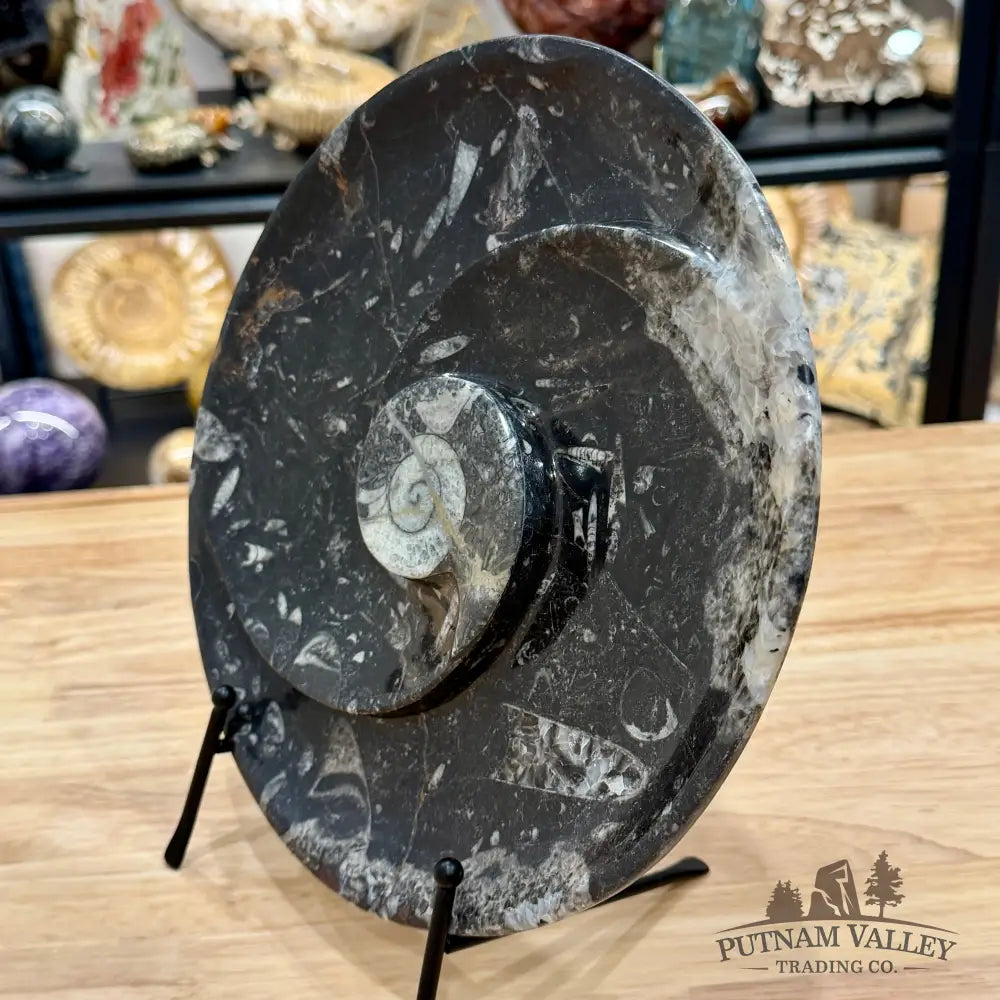 Reserve Orthoceras & Ammonite Fossil Serving Plate 10’’ 3 - Fossil Plates