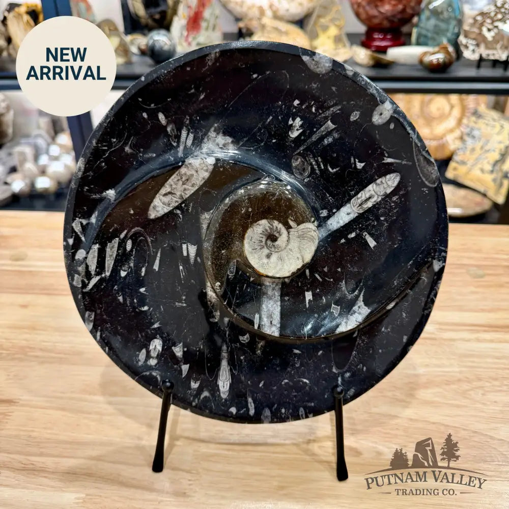 Reserve Orthoceras & Ammonite Fossil Serving Plate 10’’ - Fossil Plates