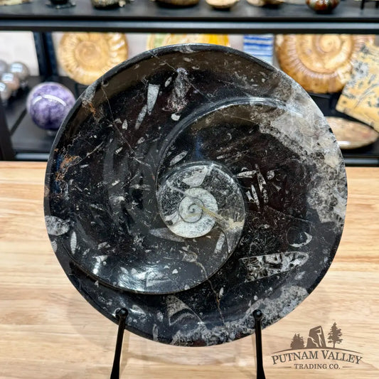 Reserve Orthoceras & Ammonite Fossil Serving Plate 10’’ 3 - Fossil Plates