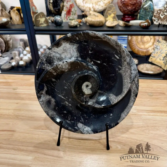 Reserve Orthoceras & Ammonite Fossil Serving Plate 10’’ 4 - Fossil Plates