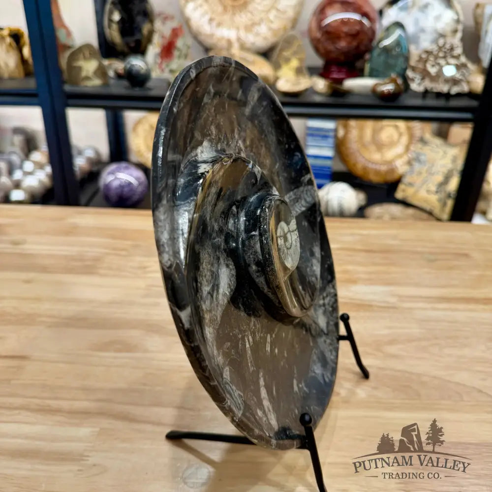 Reserve Orthoceras & Ammonite Fossil Serving Plate 10’’ 5 - Fossil Plates