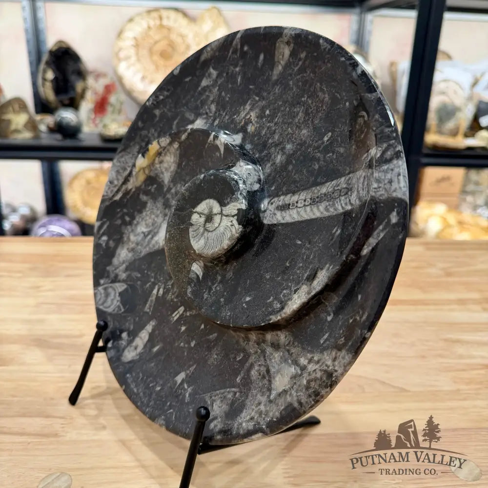 Reserve Orthoceras & Ammonite Fossil Serving Plate 10’’ 5 - Fossil Plates