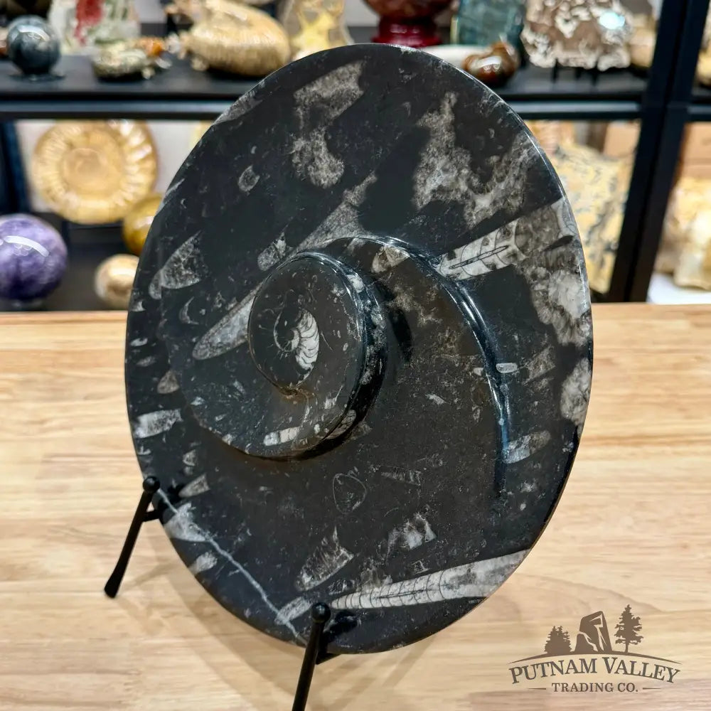 Reserve Orthoceras & Ammonite Fossil Serving Plate 10’’ - Fossil Plates