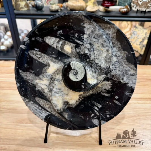 Reserve Orthoceras & Ammonite Fossil Serving Plate 10’’ - Fossil Plates